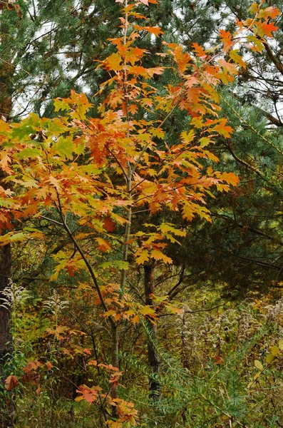 Autumn Nature Forest Road Covered Autumn Yellow Leaves Cold Breath — Stock Photo, Image