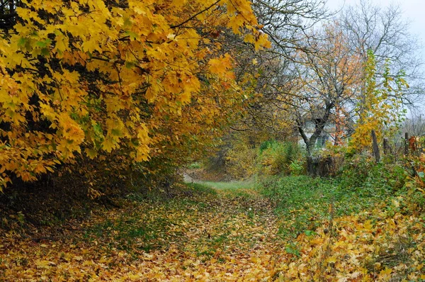 Herbstliche Natur Die Forststraße Ist Mit Herbstgelben Blättern Bedeckt Kalter — Stockfoto