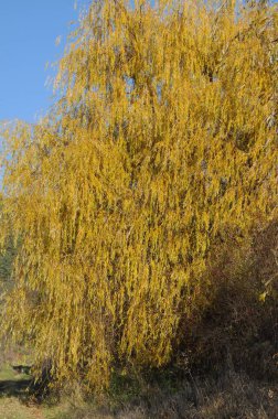 Güneşli bir sonbahar günü. Parlak sonbahar renkleri. Ternopil bölgesinin manzarası. Kozalaklı ağaçların çalıları. 