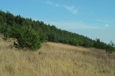 Güneşli bir sonbahar günü. Parlak sonbahar renkleri. Ternopil bölgesinin manzarası. Kozalaklı ağaçların çalıları. 