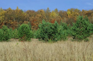 Güneşli bir sonbahar günü. Parlak sonbahar renkleri. Ternopil bölgesinin manzarası. Kozalaklı ağaçların çalıları. 