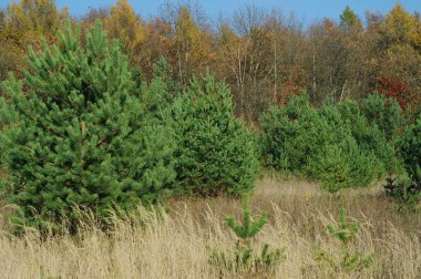Güneşli bir sonbahar günü. Parlak sonbahar renkleri. Ternopil bölgesinin manzarası. Kozalaklı ağaçların çalıları. 