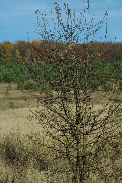 Sunny autumn day. Bright autumn colors. Landscape of Ternopil region. Undergrowth of coniferous trees.