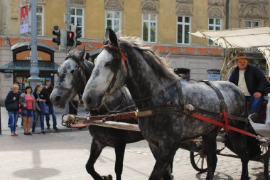 Antik Ukrayna şehri Lviv. Ukrayna 'nın ve dünyanın eski şehirlerinin mimarisi. Lviv 'in merkezindeki eski evler. Eski şehrin sokakları. Ukrayna şehirleri. Eski şehirde arabalar..