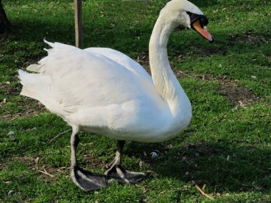  Bir çift kuğu. Telefon ve tabletler için kuğularla arka plan. Ukrayna 'da Kuşlar. 