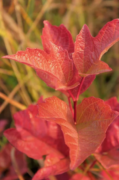 Podzimní Nálada Přírody Jasné Barvy Podzimu Přírodě Pozadí Podzimními Listy — Stock fotografie