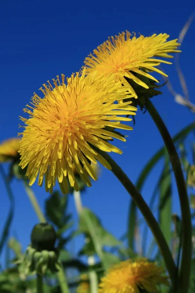 Dandelion, Dandelion - a perennial herbaceous plant of the genus Dandelion of the aster family. Background with dandelions for phones and tablets.