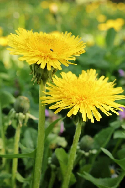 Dandelion, Dandelion - a perennial herbaceous plant of the genus Dandelion of the aster family. Background with dandelions for phones and tablets.