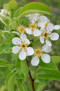   Elma çiçekli Ukrayna. Erken Ukrayna ilkbaharı. Baharın parlak renkleri. Bahar ağaçlarında çiçekler. Çiçek açan bahçelerde uyanmak.                            