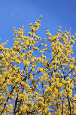 Ukrayna 'da ilkbahar başlarında. Ternopilin parklarında güneşli bir bahar sabahı. Doğada Ukrayna 'nın renkleri. Mavi sarı çiçekler. Telefon ve tabletler için Ukrayna bayrağıyla arka plan.  