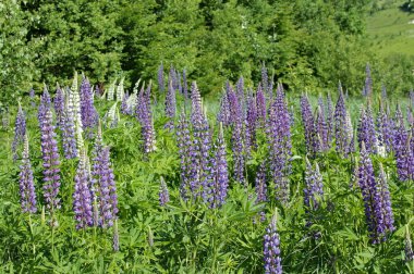 Çiçekli arka plan. Miğfer mavi ve beyaz. Telefon ve tabletler için miğferli bir arka plan. Tarlada güneşli bir yaz günü. Çiçekli yaz manzarası. Yazın parlak renkleri. Telefon ve tabletler için çiçekli arkaplan.