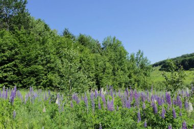 Çiçekli arka plan. Miğfer mavi ve beyaz. Telefon ve tabletler için miğferli bir arka plan. Tarlada güneşli bir yaz günü. Çiçekli yaz manzarası. Yazın parlak renkleri. Telefon ve tabletler için çiçekli arkaplan.