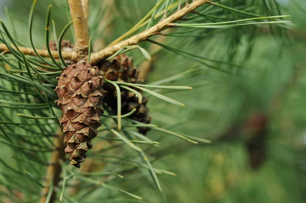 Cones on the branches of coniferous trees.  Background with coniferous branches for phones and tablets. In a pine forest.