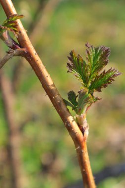 Ukrayna bahçelerinde bahar uyanışı. İlk yeşil yapraklar. Parlak bir bahar günü. Telefon ve tabletler için ahududu yapraklı arka plan. 