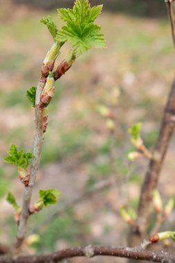   Frenk üzümü ve leylak yaprakları. Baharda doğa. Telefon ve tabletler için bahar yaprakları olan bir arka plan. Frenk üzümü ve lila çalıları. Baharın fotoğrafları..