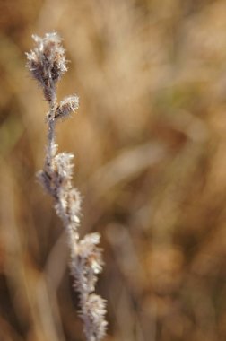 Çimlerde ve ağaç dallarında kar. Parlak yeşil çimenler karla kaplı. Kış arka planında yeşil çimenler. Telefon ve tabletler için kış arkaplanı. Kış metni ve yapısı. Kış fotoğrafçılık.