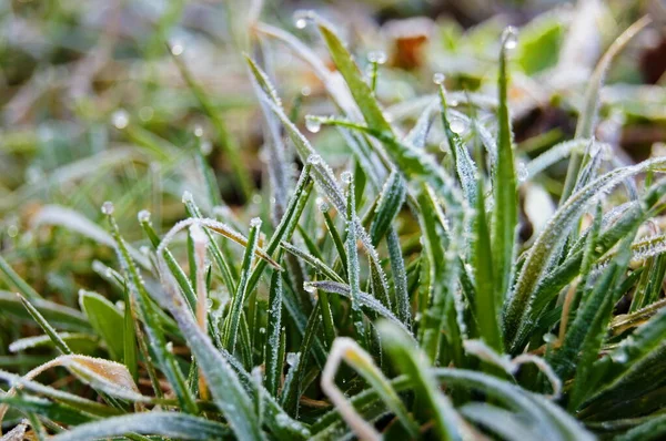 Neve Grama Galhos Árvores Grama Primavera Verde Brilhante Coberto Com — Fotografia de Stock