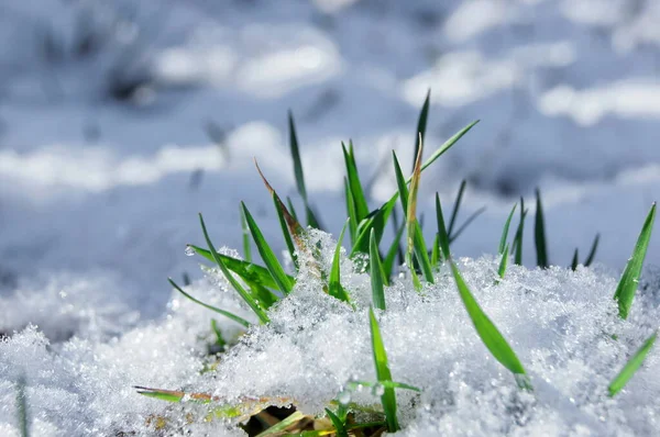 Salju Rumput Dan Cabang Pohon Hijau Cerah Rumput Musim Semi — Stok Foto