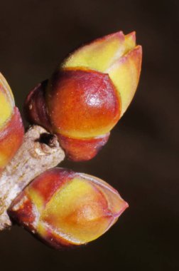 Genç yeşil yapraklar. Taze bahar yaprakları. Bahar Uyanışı. 