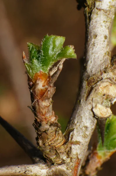 Unga Gröna Blad Färska Vårlöv Våruppvaknande — Stockfoto