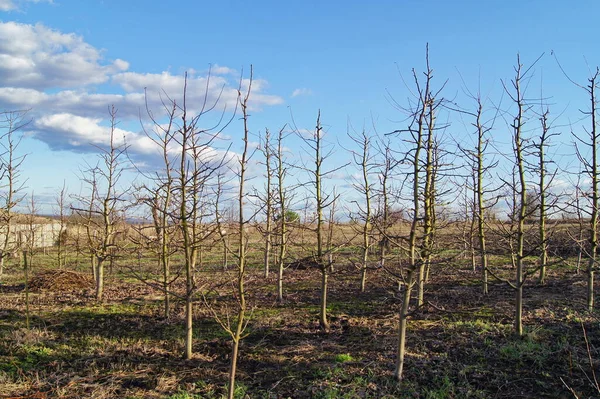 Maçã Pomares Ucrânia Pomar Início Primavera Jardins Região Brzezany Início Imagens De Bancos De Imagens