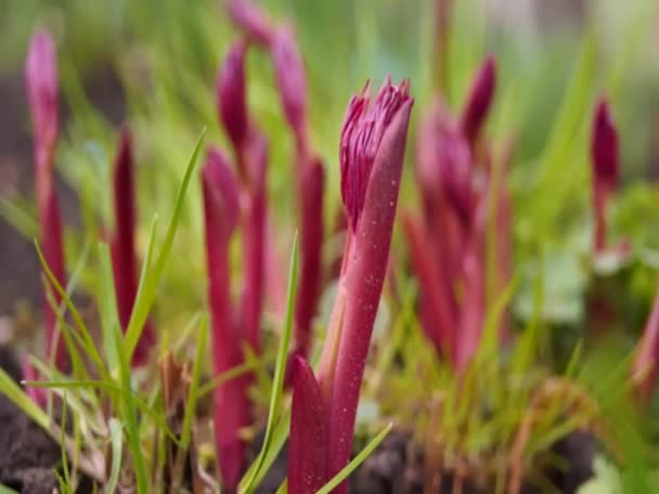 Jonge Bladeren Van Bloemen Planten Een Achtergrond Van Zingende Vogels — Stockvideo