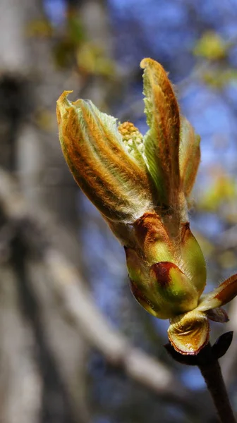 Young Chestnut Leaves Spring Sunny Days Chestnut Background Plant Kingdom — Stock Photo, Image