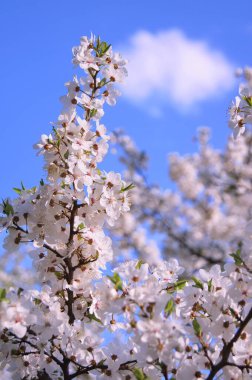  Kiraz bahçesinde. Baharın başında Ukrayna 'nın bahçeleri. Kiraz bahçesinde güneşli bir günde. Telefon ve tabletler için kiraz çiçeği açan bir arka plan. Çiçek açma döneminde Ukrayna bahçeleri. 