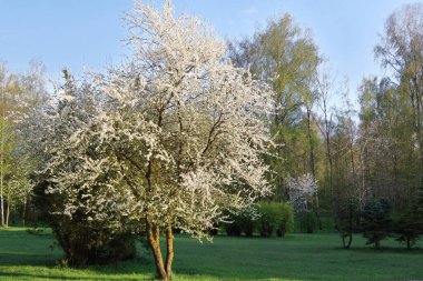  Kiraz bahçesinde. Baharın başında Ukrayna 'nın bahçeleri. Kiraz bahçesinde güneşli bir günde. Telefon ve tabletler için kiraz çiçeği açan bir arka plan. Çiçek açma döneminde Ukrayna bahçeleri. 