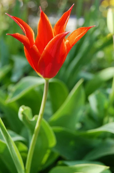 花の庭のチューリップ ウクライナのチューリップ 植物や花の王国で 赤いチューリップ ウクライナの花壇 — ストック写真