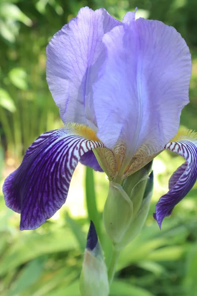 Cama Flores Ucraniana Íris Azuis Reino Das Flores Das Plantas — Fotografia de Stock