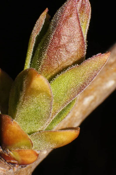 Spring Buds Spring Paints Young Lilas Leaves Kidneys Dark Background — Stock Photo, Image