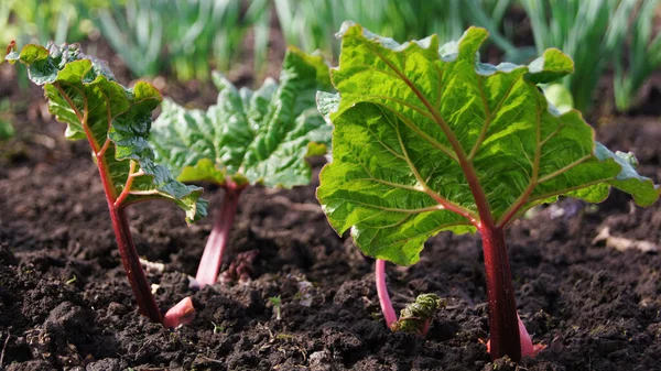 Forma Textura Naturaleza Plantas Jardín Comida Natural Plantas Para Ensaladas — Foto de Stock