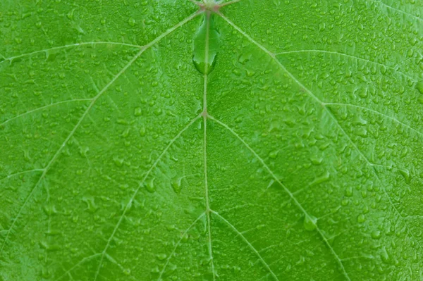 自然界の形や食感 庭の植物 自然食品 サラダや飲み物のための植物 携帯電話やタブレットのための自然な背景 葉のはっきりとした質感 — ストック写真