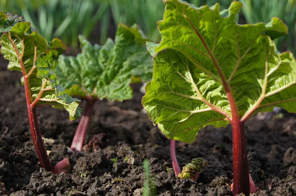 Forma Textura Naturaleza Plantas Jardín Comida Natural Plantas Para Ensaladas — Foto de Stock