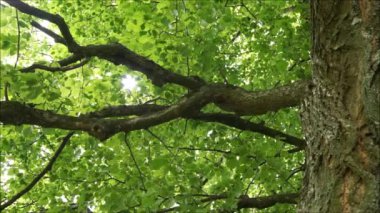 Güneş ışınları yeşil yaprakları delip geçiyor. Güneş ışığında genç yeşil yapraklar. Eski yaz ormanı. Kuş ötüyor eski ormanda. 