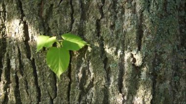 Güneş ışınları yeşil yaprakları delip geçiyor. Güneş ışığında genç yeşil yapraklar. Eski yaz ormanı. Kuş ötüyor eski ormanda. 