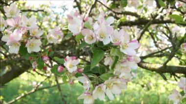  Parlak bir bahar gününde elma bahçesi. Ukrayna bahçelerinde öten kuş sesi. Kar beyazı bahçeler. 