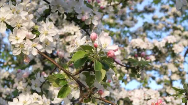 明るい春の日にリンゴの果樹園 ウクライナの庭園で鳥の歌 白雪姫の庭 — ストック動画