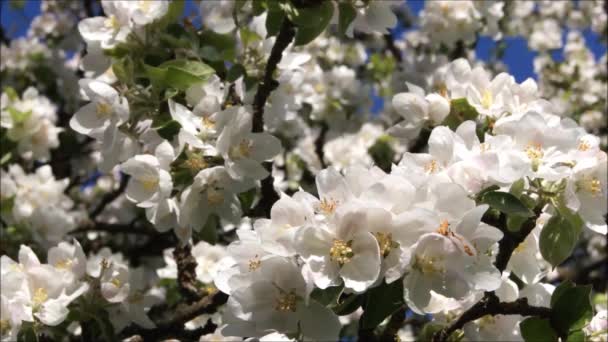 Appelboomgaard Een Heldere Lentedag Vogel Zingen Oekraïense Tuinen Sneeuwwitte Tuinen — Stockvideo