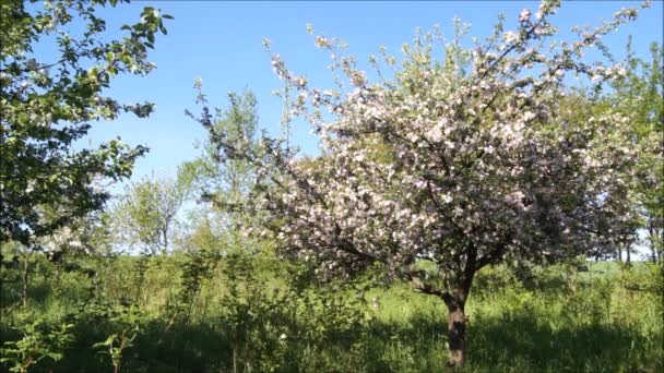 Parlak Bir Bahar Gününde Elma Bahçesi Ukrayna Bahçelerinde Öten Kuş — Stok video
