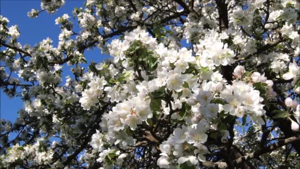 Pomar Maçã Dia Primavera Brilhante Pássaro Cantando Nos Jardins Ucranianos — Vídeo de Stock