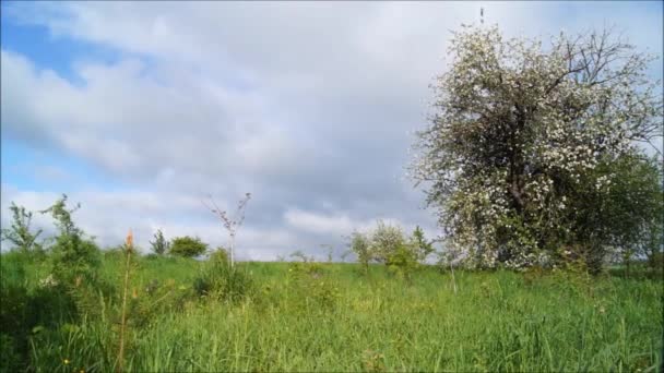 Apple Orchard Bright Spring Day Bird Singing Ukrainian Gardens Snow — Vídeo de stock