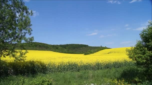 Жовті Квітки Жаровнею Агропром Украины Квітуча Жадібність Українці Польові Культури — стокове відео