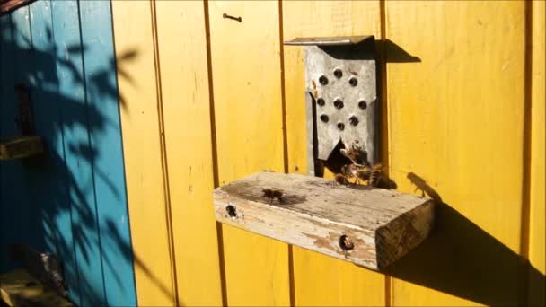 Méhek Távozása Kaptárból Rovarok Birodalmában Méhek — Stock videók