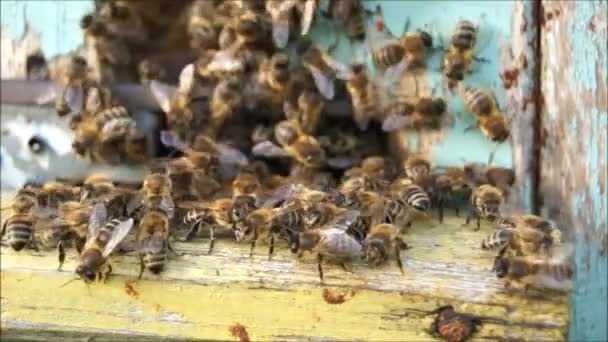Odjezd Včel Úlu Království Hmyzu Včely Medonosné — Stock video