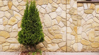 Everggreen thuja 'nın yeşil tarlaları. Mimari ve bitkilerin ortak yaşamı. Ternopil yaşadığın şehir.. 