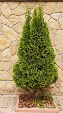 Everggreen thuja 'nın yeşil tarlaları. Mimari ve bitkilerin ortak yaşamı. Ternopil yaşadığın şehir.. 