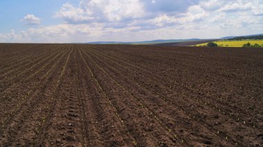 Mavi gökyüzünün altında. Genç mısırlı Ukrayna tarlaları. Yaz atmosferi. Güneşli bir yaz günü. Mısır tarlasının kenarında. Mısır filizlerini sıraya dizin. Ukrayna barışı. 