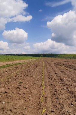 Mavi gökyüzünün altında. Genç mısırlı Ukrayna tarlaları. Yaz atmosferi. Güneşli bir yaz günü. Mısır tarlasının kenarında. Mısır filizlerini sıraya dizin. Ukrayna barışı. 